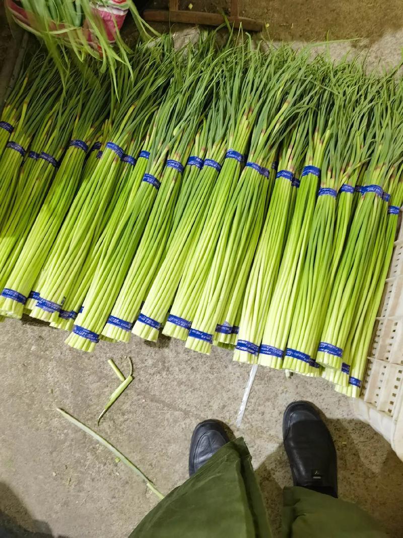 湖北精品洋蒜苔，大量上市，品质保证，价格优惠可发全国市场