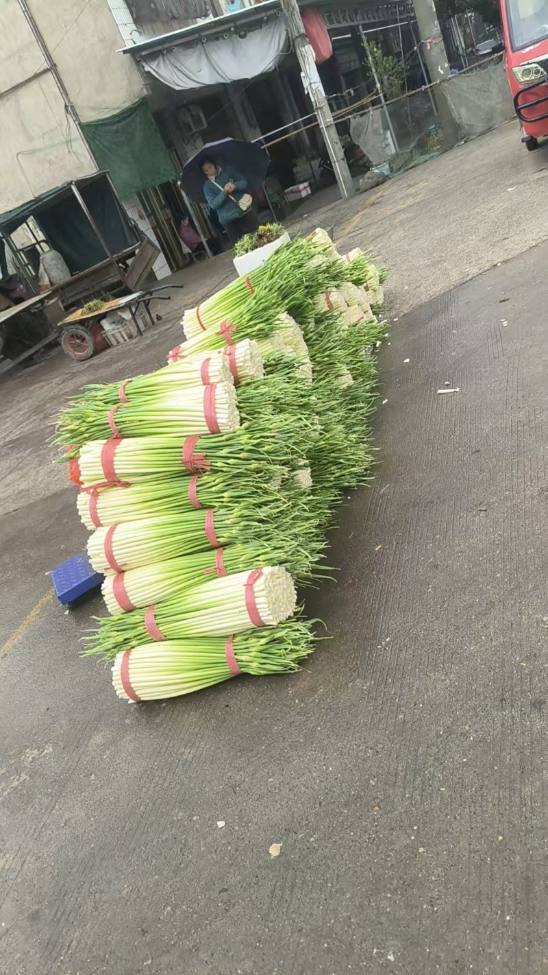 湖北精品洋蒜苔，大量上市，品质保证，价格优惠可发全国市场