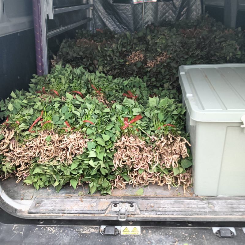 红薯苗红薯苗基地红薯苗批发红薯苗产地直销