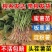 红薯苗红薯苗基地红薯苗批发红薯苗产地直销
