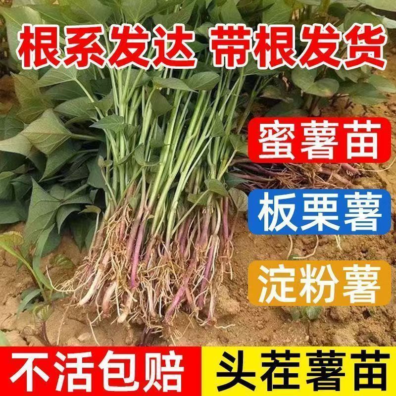 红薯苗红薯苗基地红薯苗批发红薯苗产地直销