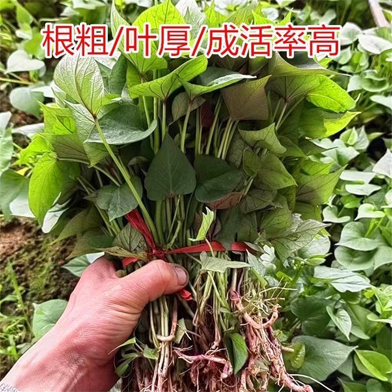 红薯苗红薯苗基地红薯苗批发红薯苗产地直销