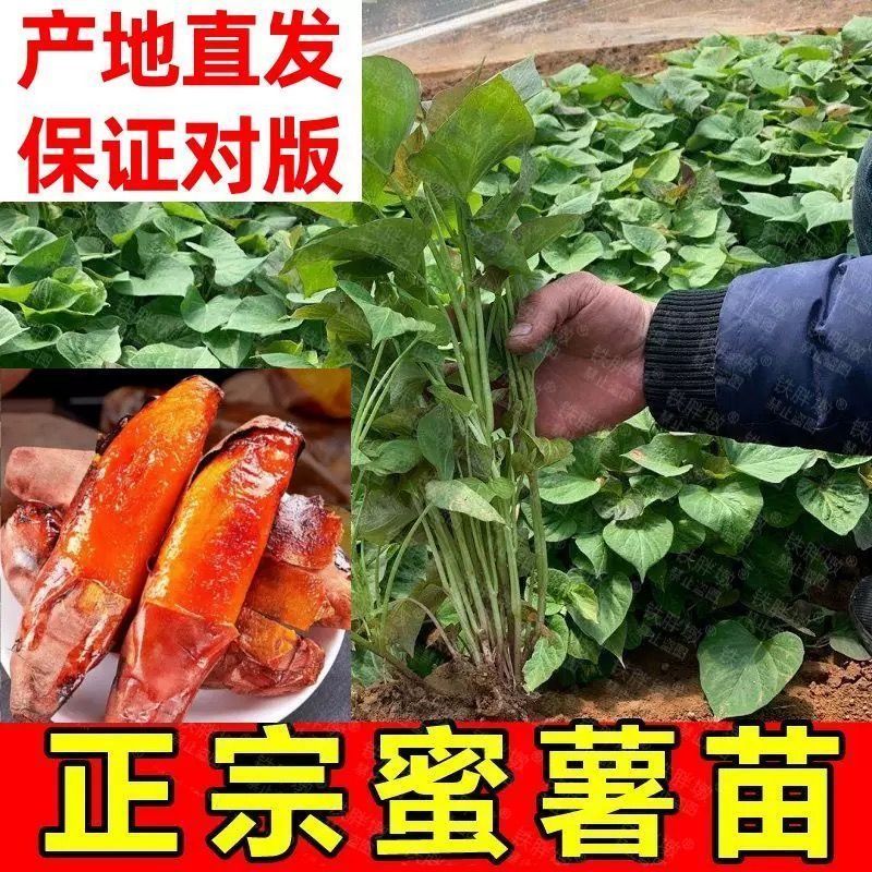 红薯苗红薯苗基地红薯苗批发红薯苗产地直销