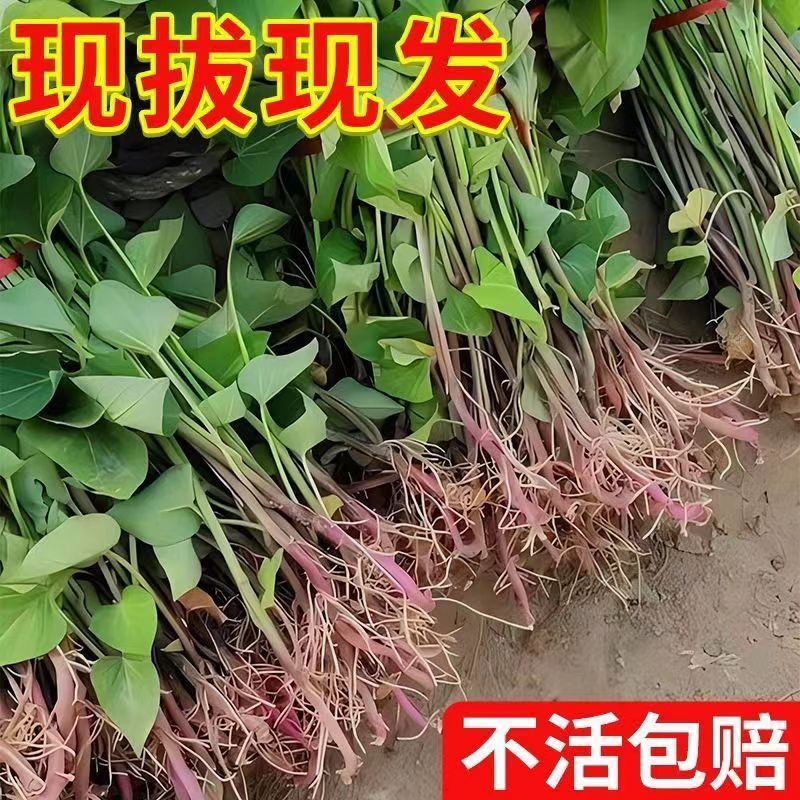 红薯苗红薯苗基地红薯苗批发红薯苗产地直销