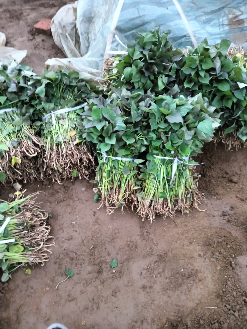 红薯苗红薯苗基地红薯苗批发红薯苗产地直销
