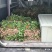 红薯苗红薯苗基地红薯苗批发红薯苗产地直销