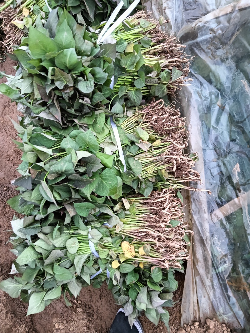 红薯苗红薯苗基地红薯苗批发红薯苗产地直销