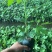 无花果苗金傲芬无花果苗大青皮布兰瑞克杯苗