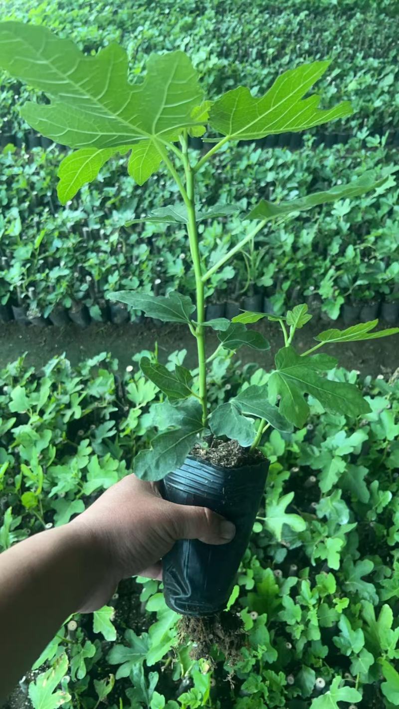 无花果苗金傲芬无花果苗大青皮布兰瑞克杯苗