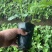 无花果苗金傲芬无花果苗大青皮布兰瑞克杯苗
