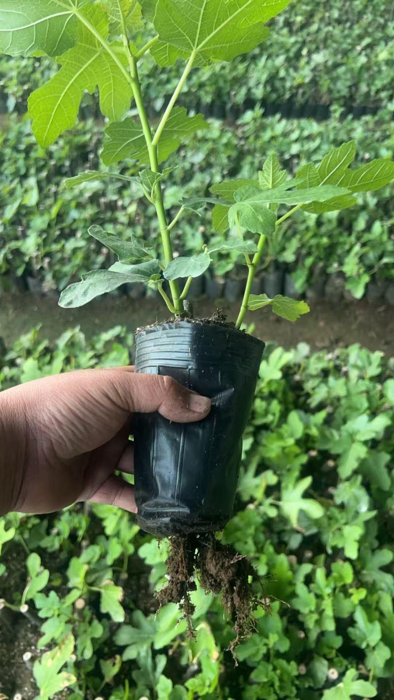 无花果苗金傲芬无花果苗大青皮布兰瑞克杯苗