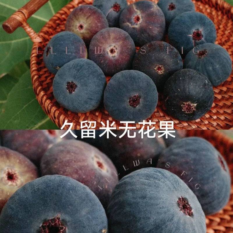 无花果苗金傲芬无花果苗大青皮布兰瑞克杯苗