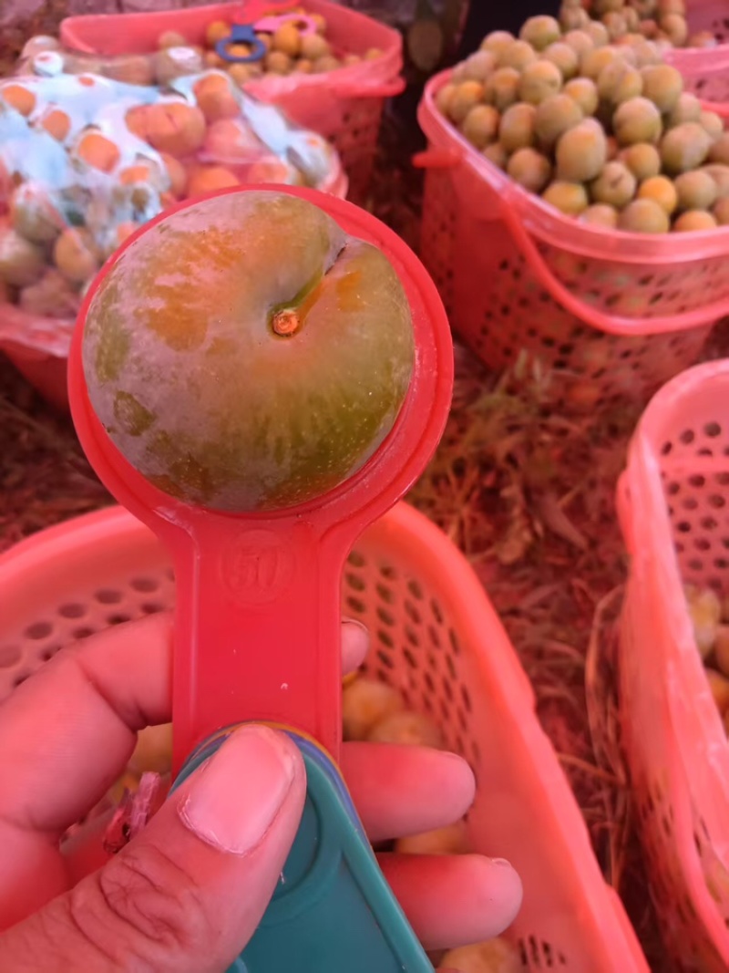 蜂糖李品质保证服务周到产地直发价格美丽欢迎联系