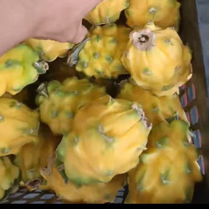 海南燕窝果