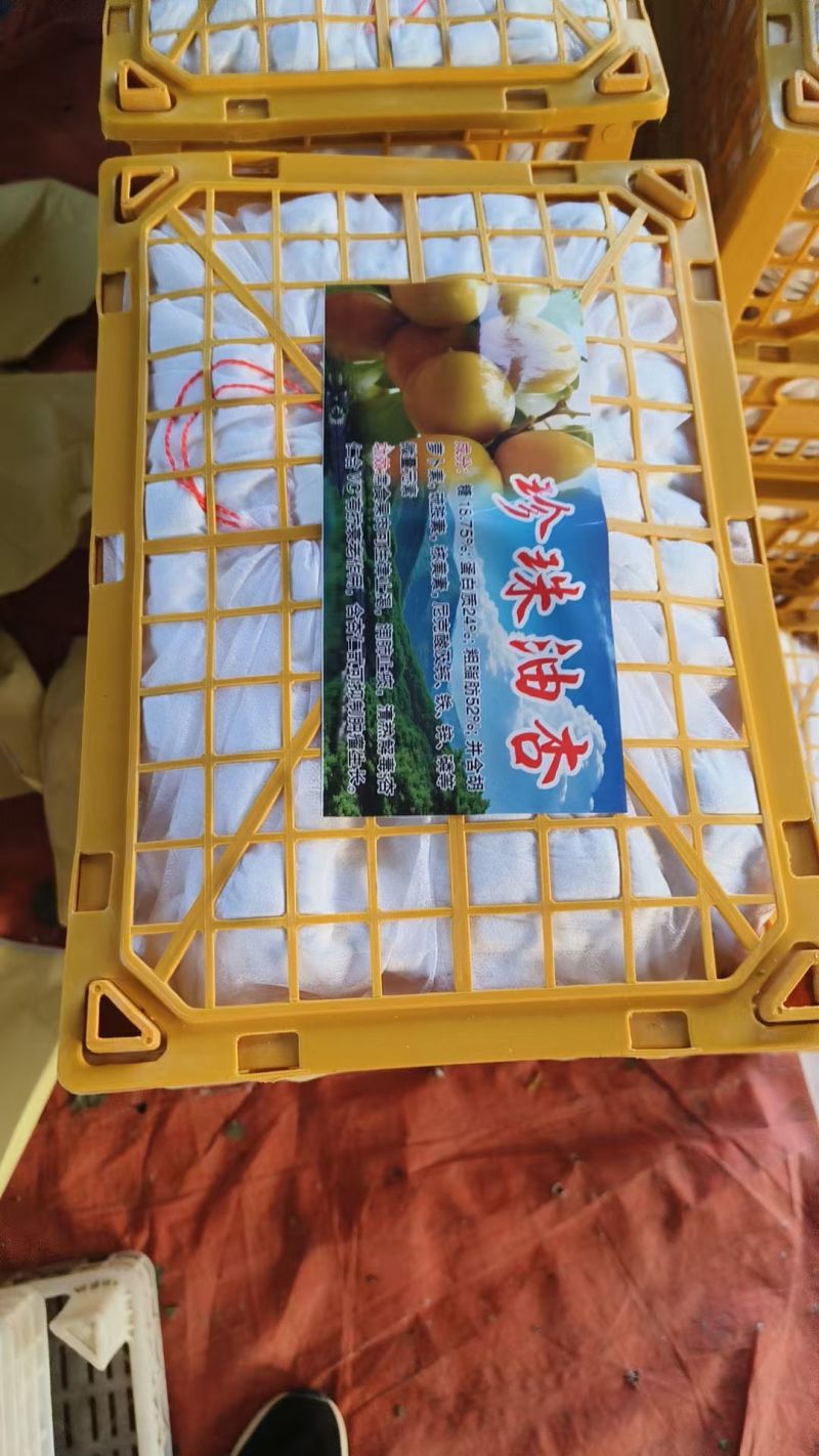 费县珍珠油杏，口感脆甜，货源充足，代收代发全国