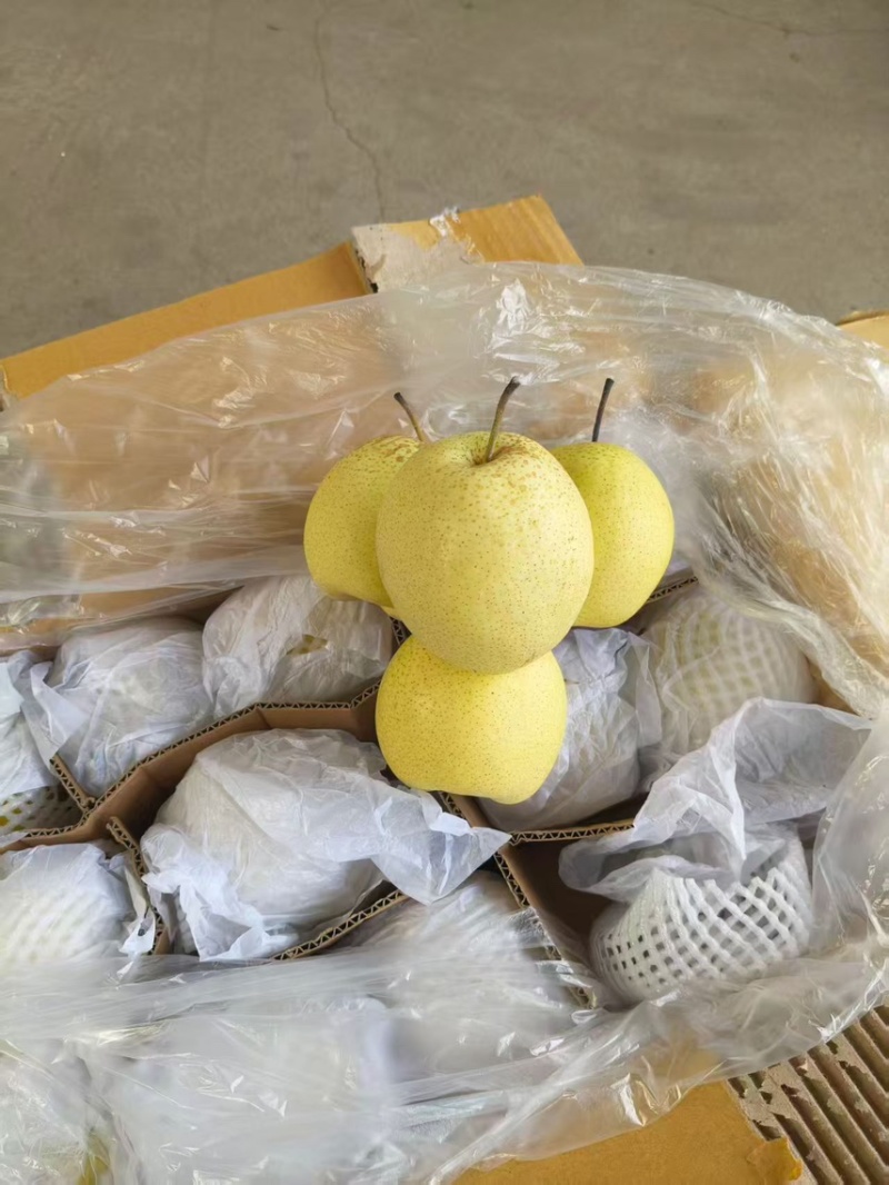 （精选）河北雪花梨产地直销毛毛钱一斤，口感脆甜，货源充足