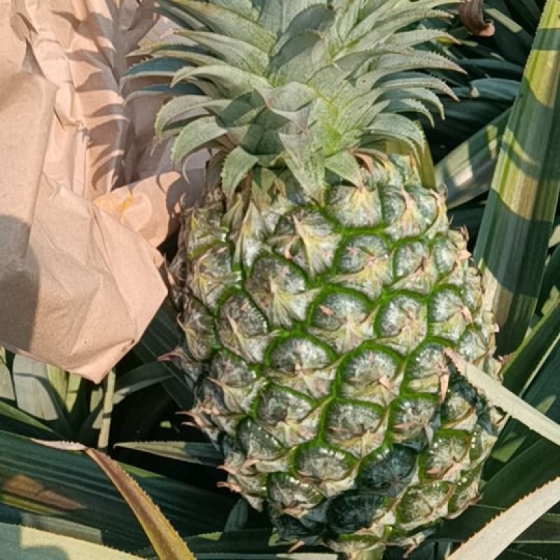 台16号甜蜜蜜凤梨。市场果，电商果，次果。