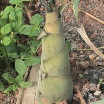 竹笋