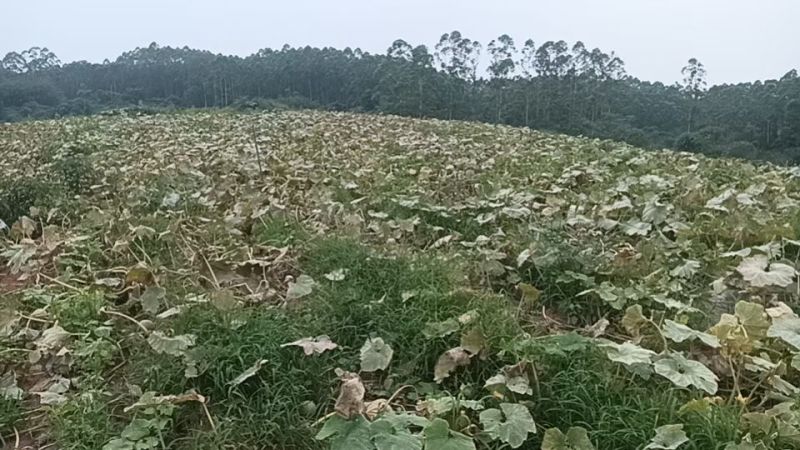 竹笋