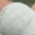 竹笋