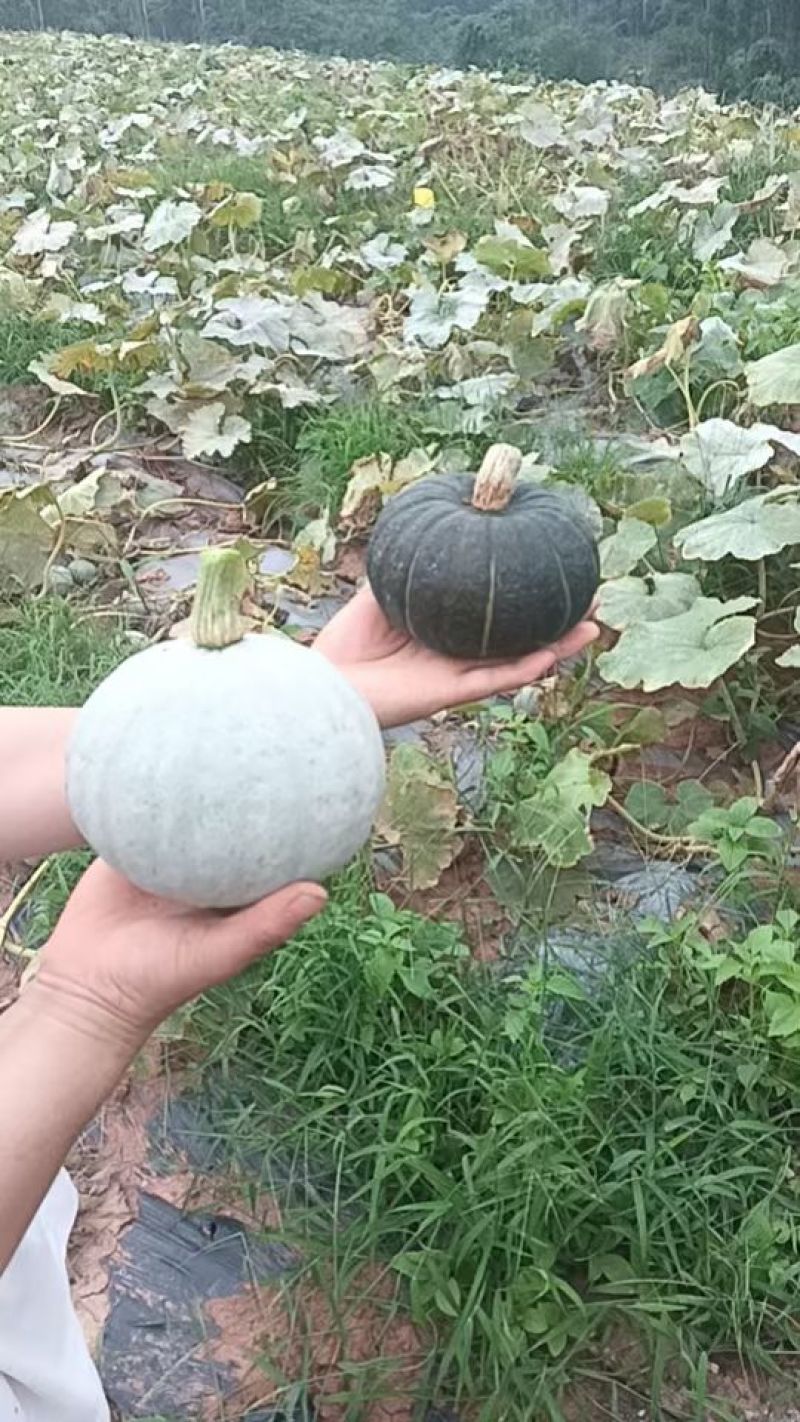竹笋