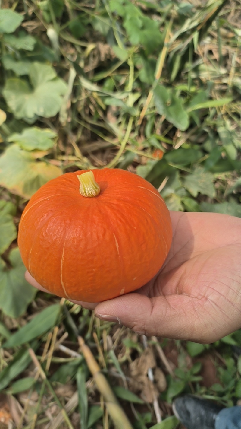 竹笋