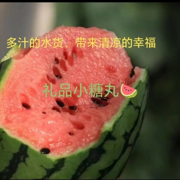 吊篮西瓜/小糖丸/陕西蒲城礼品瓜产地现采现发…