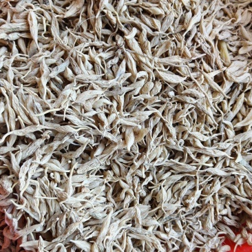野生麦冬
