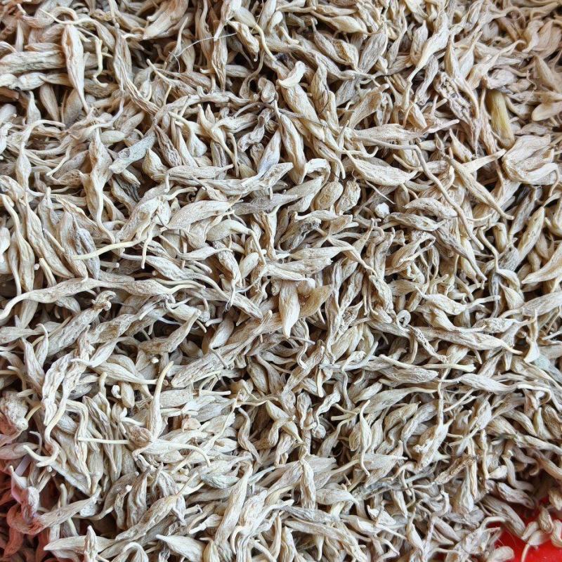 野生麦冬