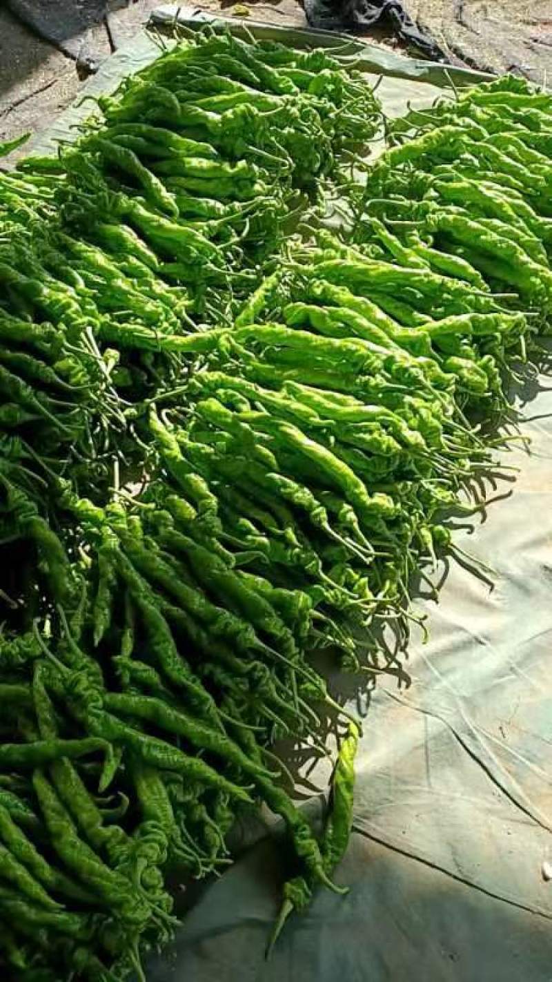 莘县产地螺丝椒大量每天上市，天天新摘品质保证