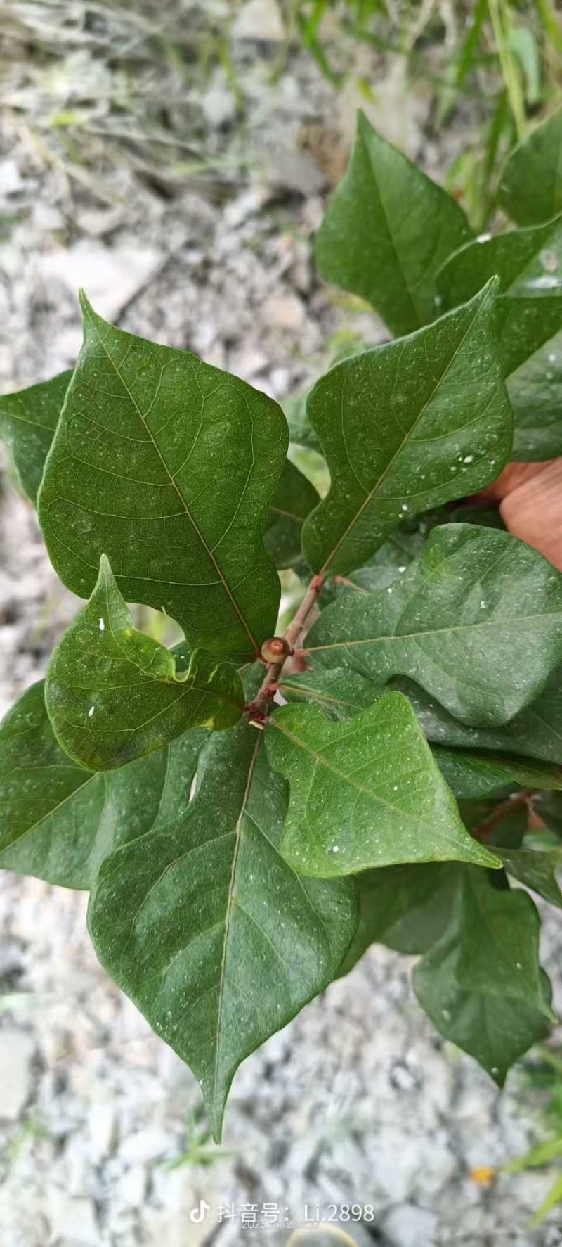 琴叶榕