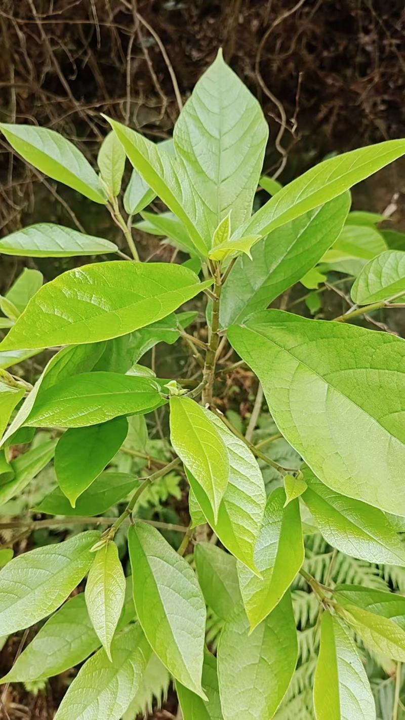 琴叶榕