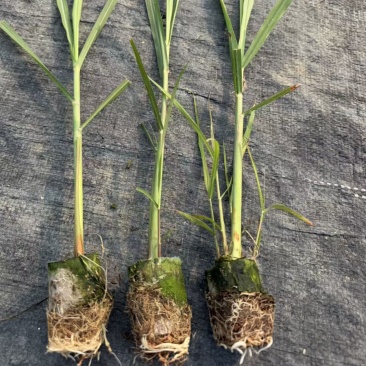 粤翠甘蔗一代脱毒苗青皮甘蔗苗黄皮甘蔗苗黑皮甘蔗苗