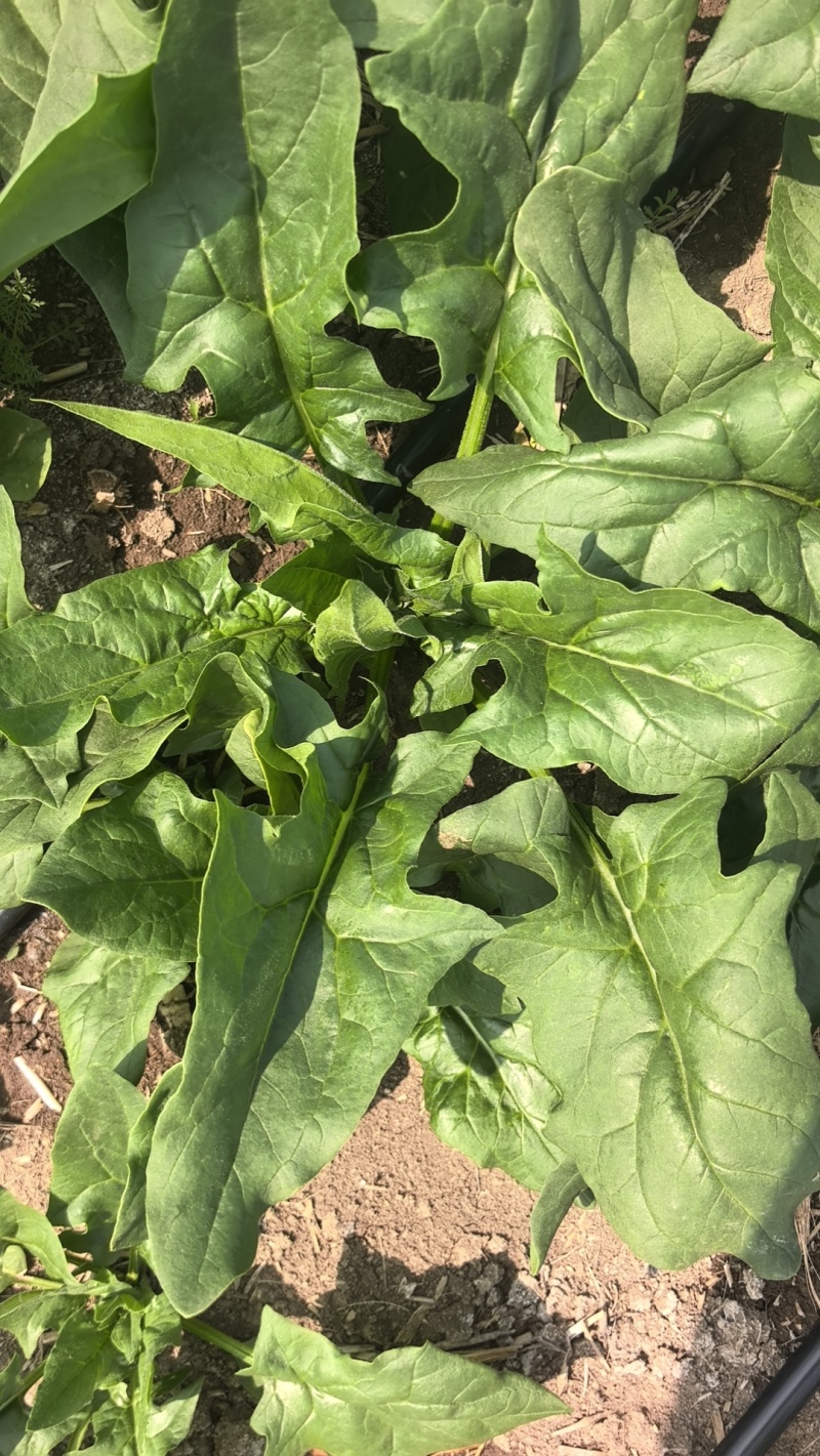 工厂用日标菠菜