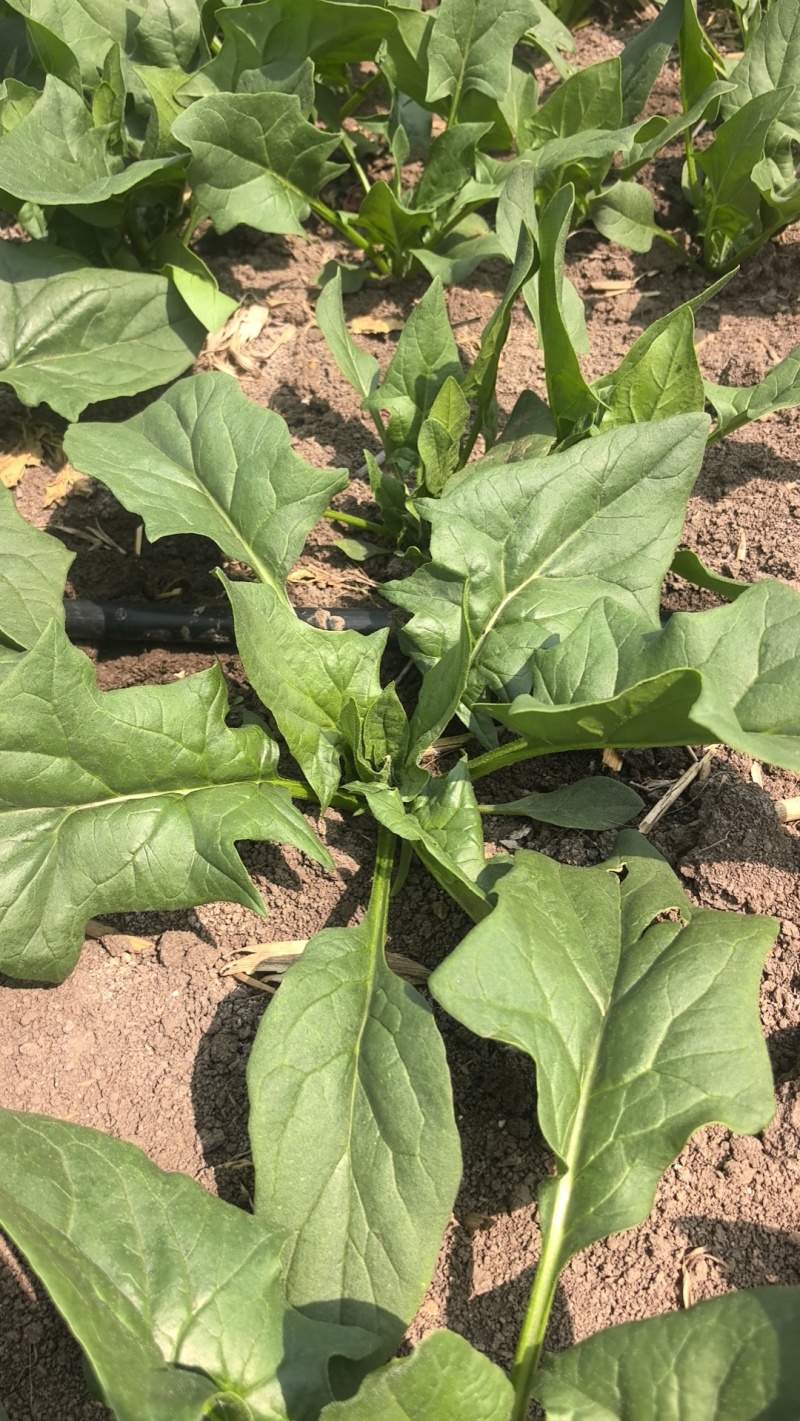 工厂用日标菠菜