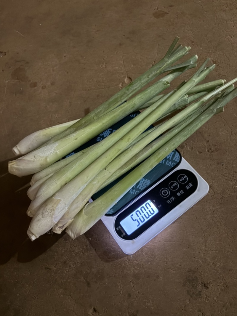自家种植香茅