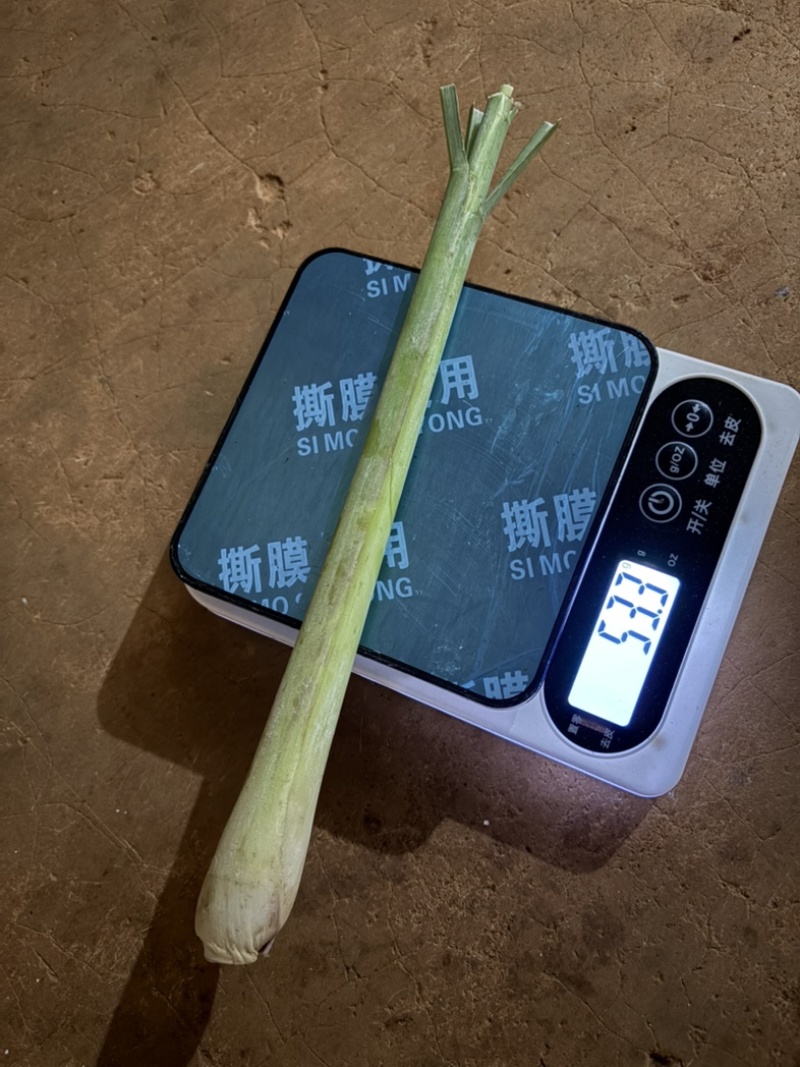 自家种植香茅