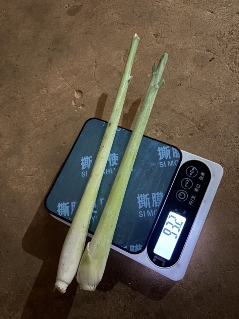 自家种植香茅