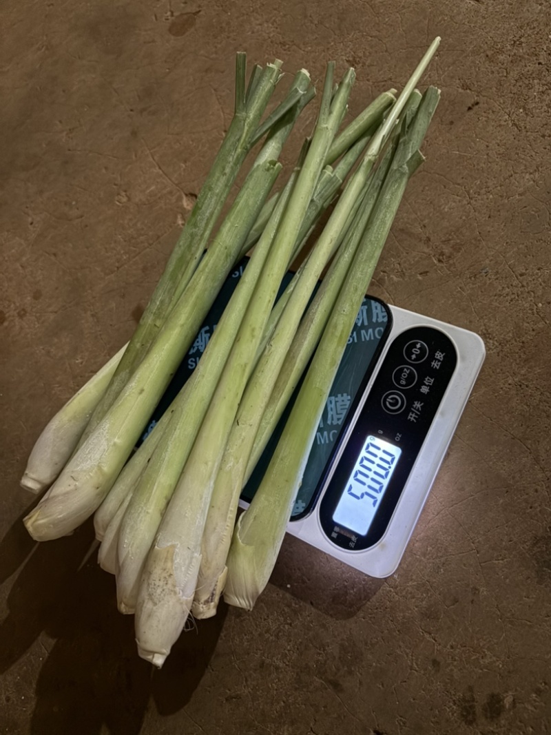 自家种植香茅