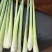 自家种植香茅