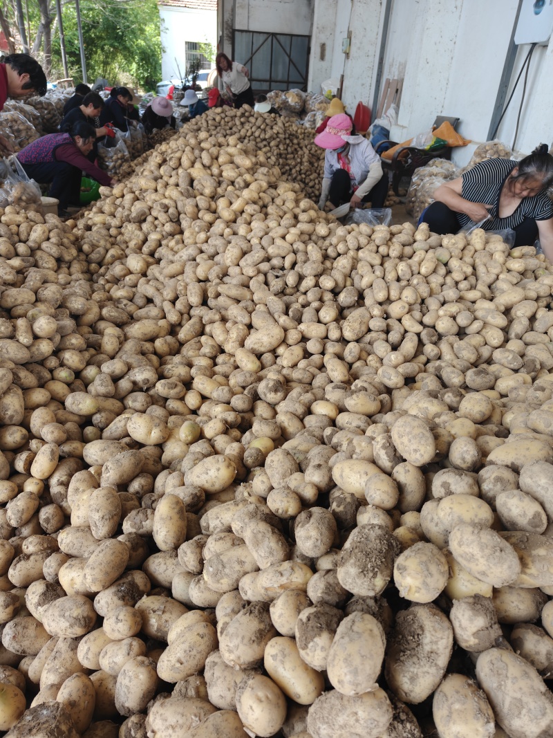 黄心土豆沃土五号
