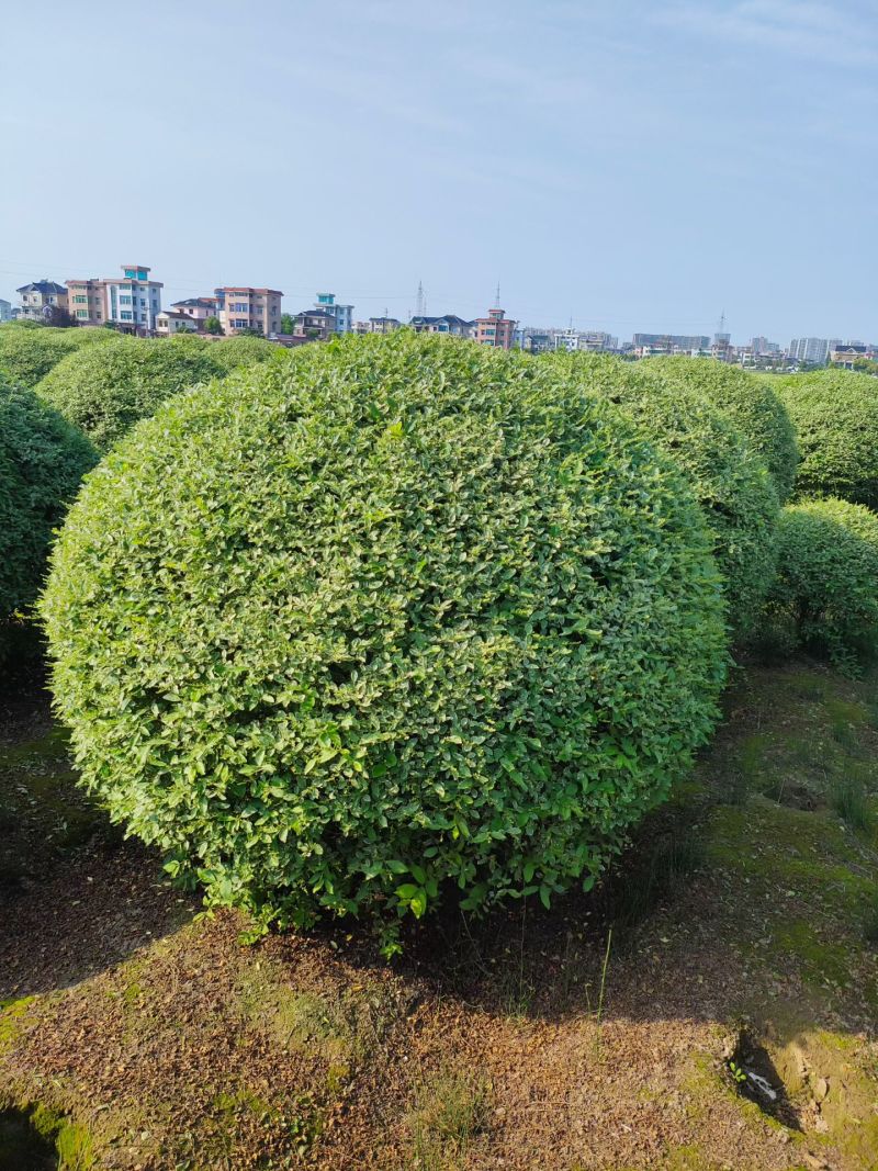 银姬小蜡球冠幅:1.5m、1.8m、2m基地有量，欢迎订