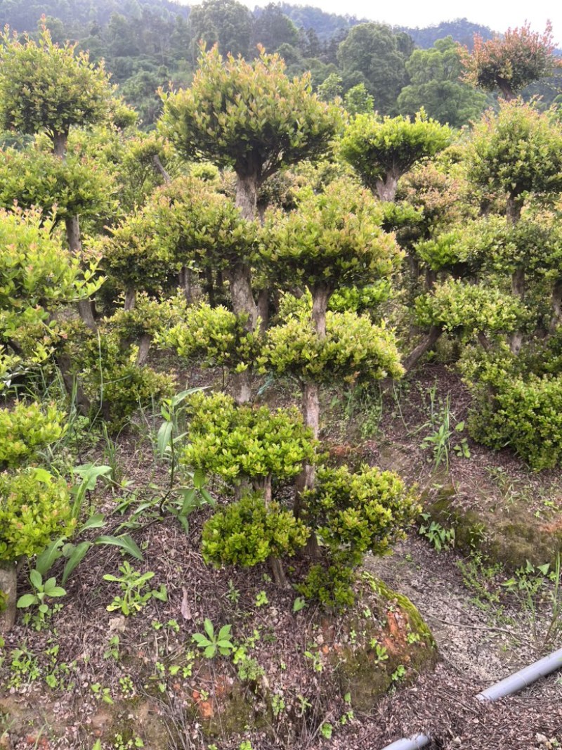小叶赤楠盆景桩，一年四季常青，家有赤楠，家财万贯💕💕