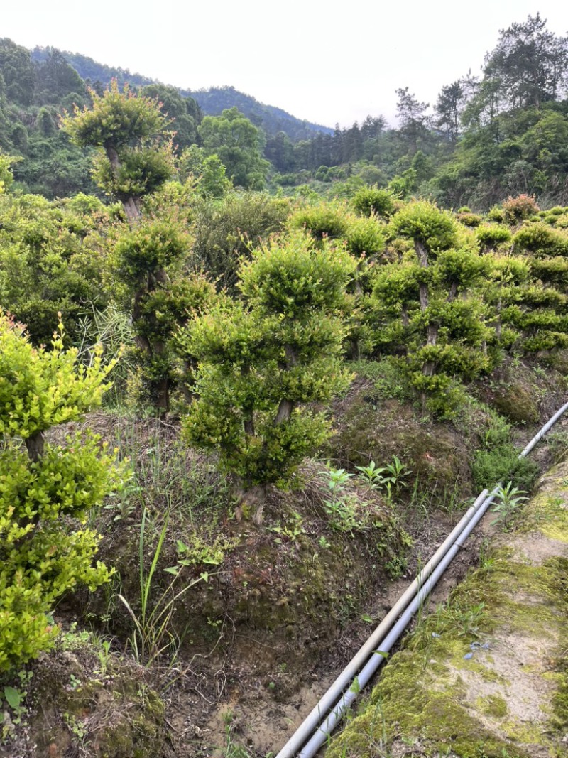 小叶赤楠盆景桩，一年四季常青，家有赤楠，家财万贯💕💕