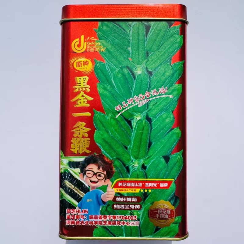 黑金一条鞭芝麻种子中早熟杂交黑芝麻种子黄杆黄朔抗倒伏产量