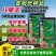 八棱王芝麻种子单杆型八棱芝麻高出油抗倒高产白芝种子