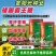 矮脚霸王鞭芝麻种子中早熟杂交一代白芝麻种子茎秆粗壮不倒伏