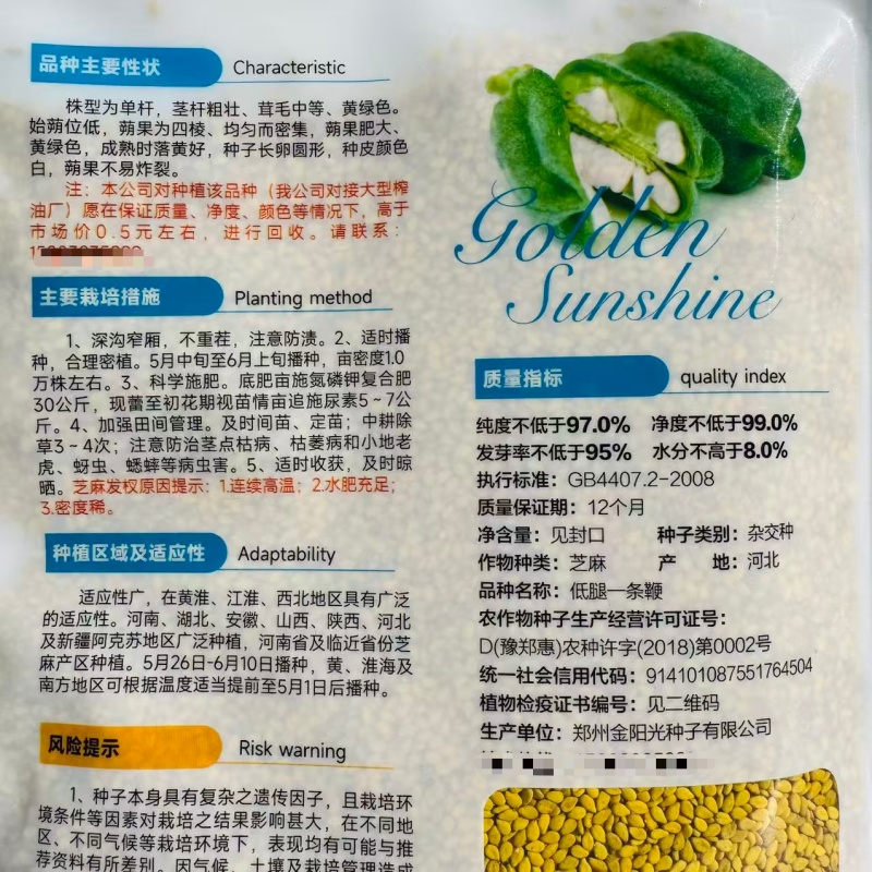 矮脚霸王鞭芝麻种子原种低腿黄杆黄蒴白芝麻种子高产抗病芝麻