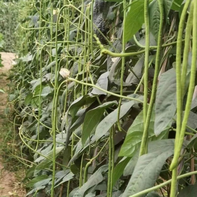 百花齐放早中熟白籽白花长豆角种子嫩绿条双荚率高不鼓籽无鼠