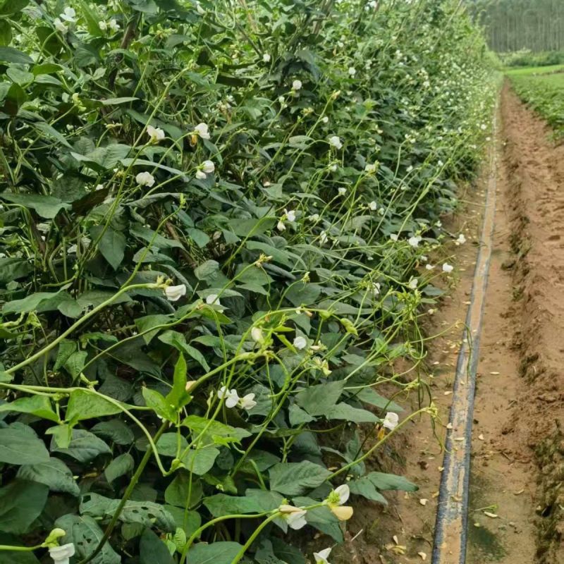 百花齐放早中熟白籽白花长豆角种子嫩绿条双荚率高不鼓籽无鼠